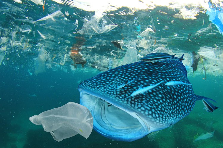 plastic-pollution-in-the-Mediterranean-750x500